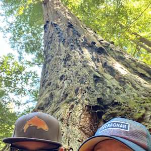Big Tree- we found it.
