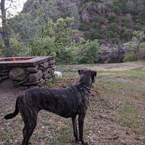 Our dog had a great time.