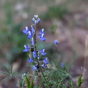 So many wildflowers!