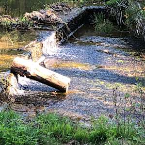 Cannon Lake Private Woodland
