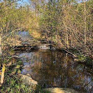 Cannon Lake Private Woodland