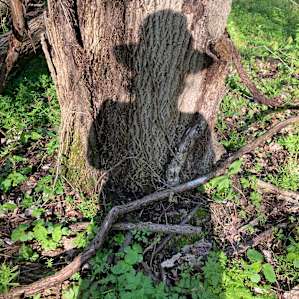 The woods are fun to explore.