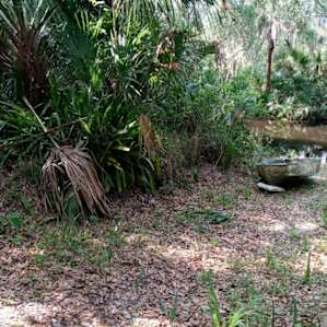 Swamp Paradise 🚣 in the Forest 🌴
