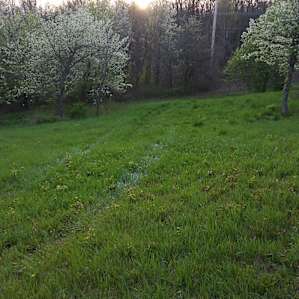 A beautiful secluded grassy area in the back.
