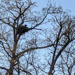 Eagles Nest at Blossom Dell