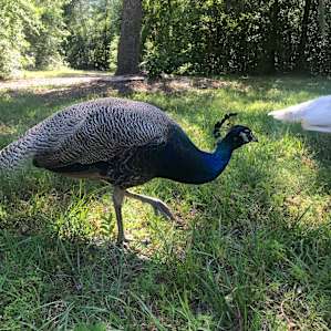 Peacocks wandering around was a fun surprise