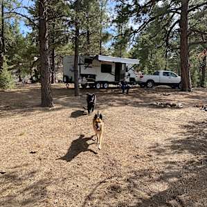 Southwest Sage and Pinon Pine