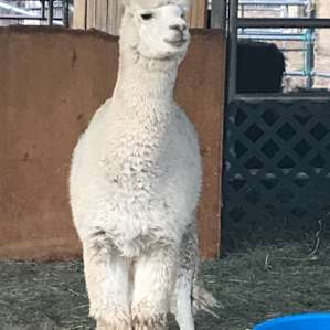 cute alpaca