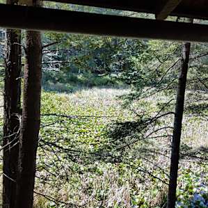 A room with a view, and a serenade from the frogs.