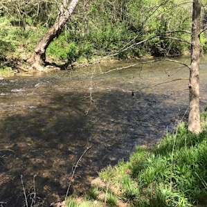 This is the creek access just off our site! We took our folding chairs and just sat in the middle of it, letting the creek rush by us. It couldn't have been more perfect.