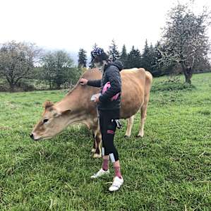 cows!!!!