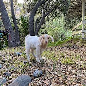 Ohana Goat Ranch and Campsite