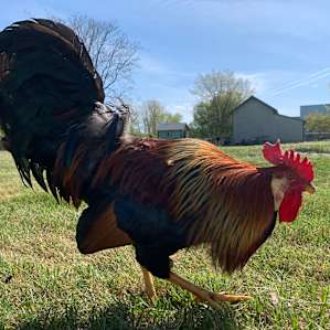 Next door neighbor chickens
