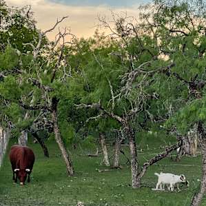Rio Frio Glamping