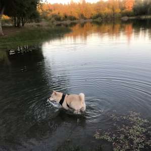 Photo of A2 - Lakeside  - Finnon Lake Recreation Area (23)