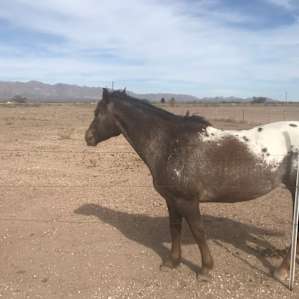 Sweet horses