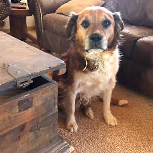 Red the ranch dog. We became fast friends.