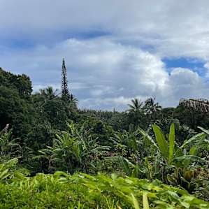 Hawaiian jungle escape -4WD