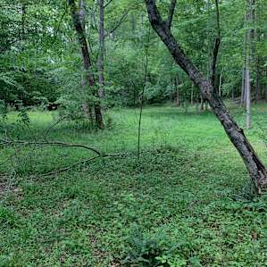 Creekside Camping, Forest & Field