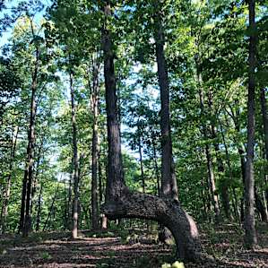 Bent tree farms