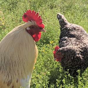 Bright Star Farm