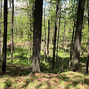 McIntosh Pines