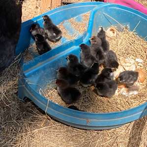 Hope Haven Farms