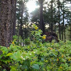 Mountain View’s & Grassy Meadow