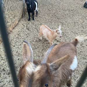 Temecula Shaded Oasis & Mini Goats