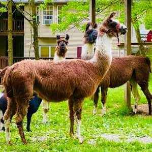 Lazy Days at Emerald Acres