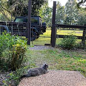 Front gate and a happy cat.