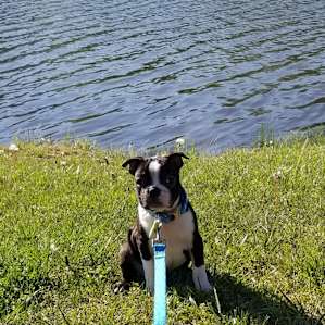 New pup by the pond!