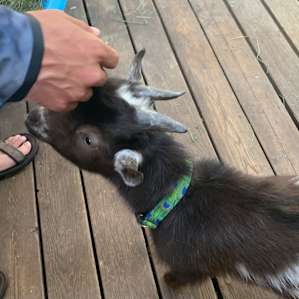 Baby Bowie!