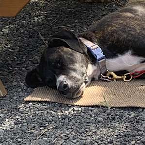 The dog was exhausted.