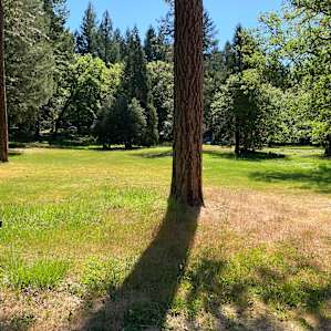 Forest Gnome Dome, Cedar Bloom