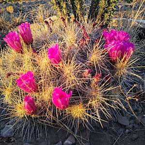 Flowering cacti and other desert plants.
