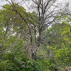 A tree that will be removed as it has died.