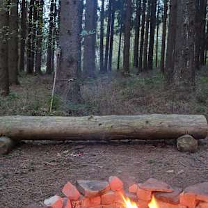 Spruce Forest