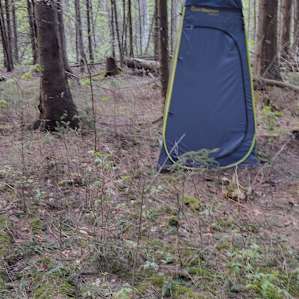 Spruce Forest