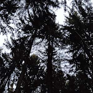 Spruce Forest