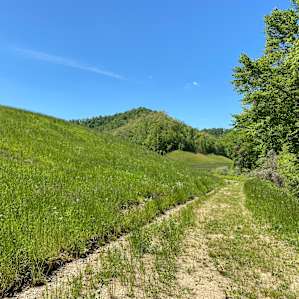 Beckoning trails