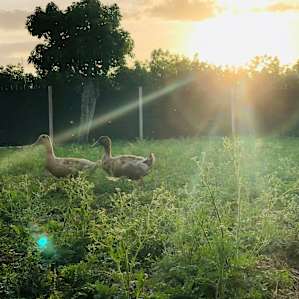Goats and Ducks