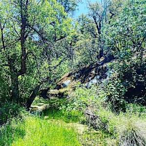 Serene Forest Yurt
