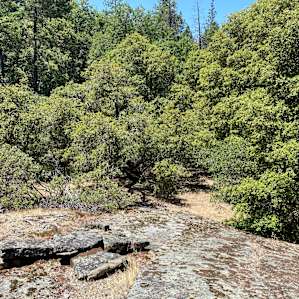 Serene Forest Yurt