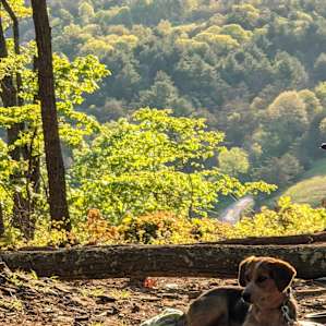 Dovah enjoying her first camping experience