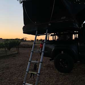 Liberty Vines
