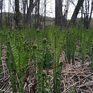 Fiddlehead ferns everywhere!