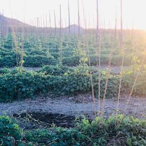 Enjoying the HOPS!!