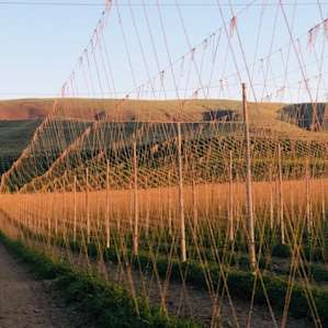 Exploring the hop fields