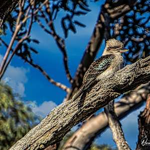 plenty of bird life about without going to far